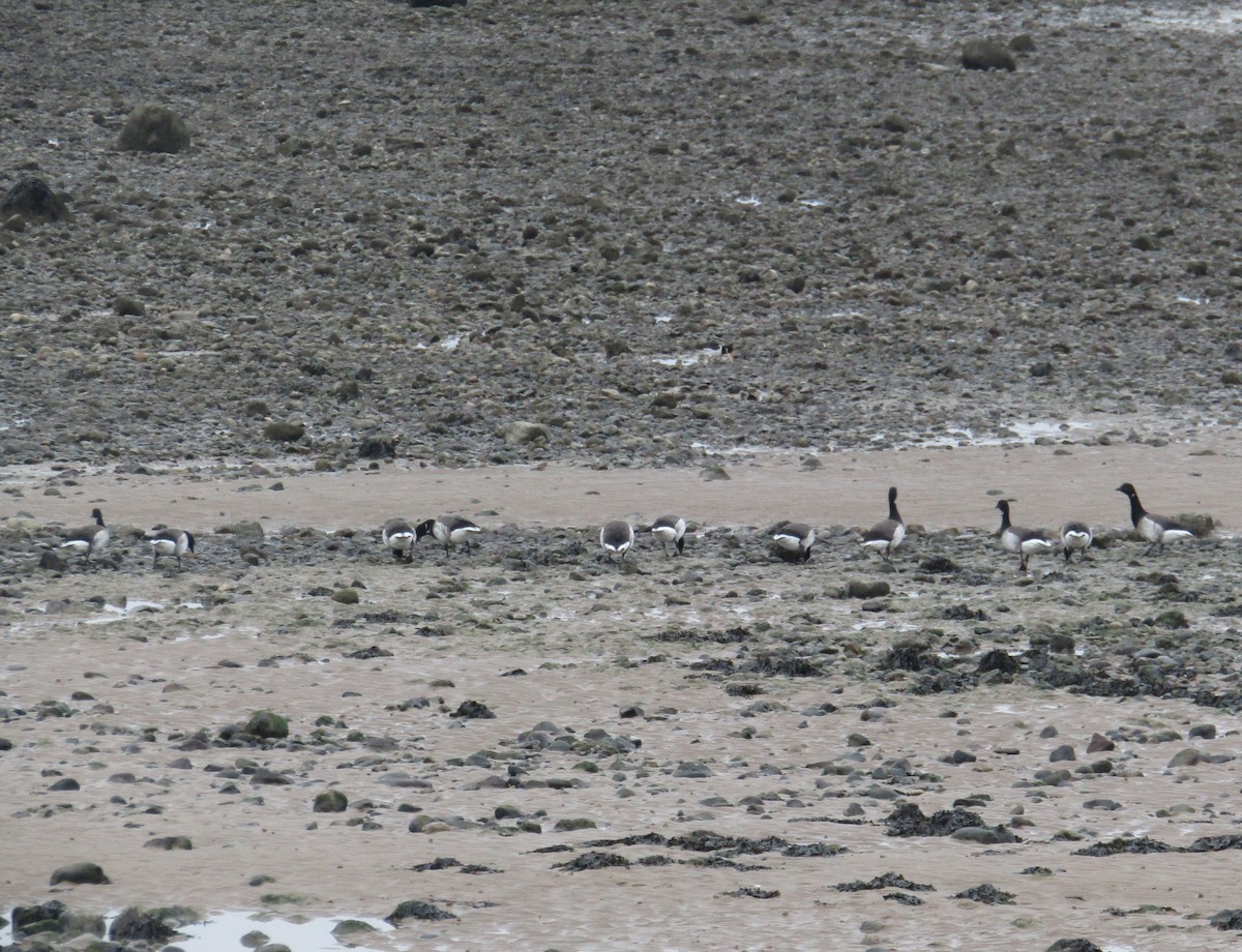 Brant (Atlantic) - ML408821991