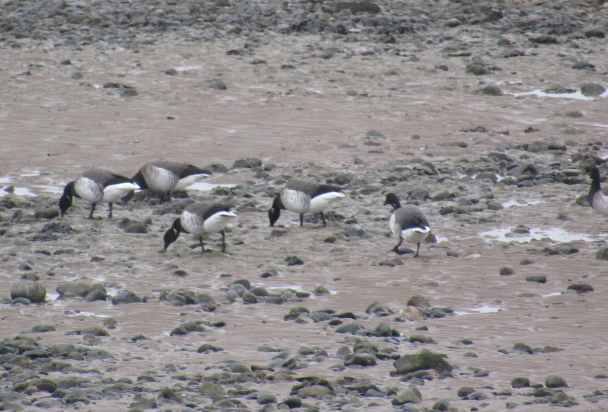 Brant (Atlantic) - ML408822021