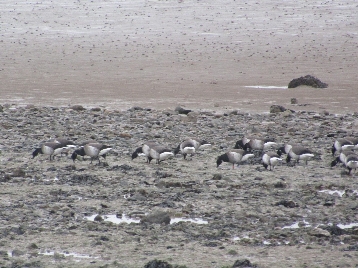 Brant (Atlantic) - ML408822051