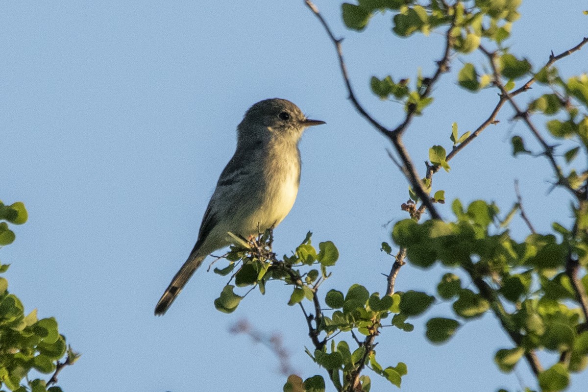 Trockenbusch-Schnäppertyrann - ML408822531