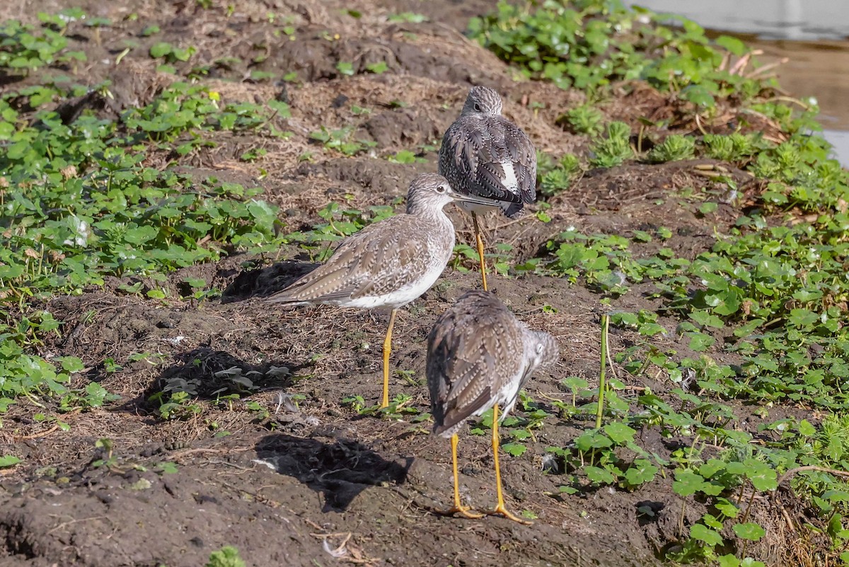 Greater Yellowlegs - ML408823781