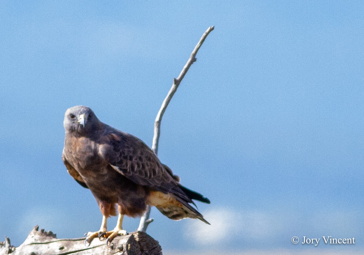 Swainson's Hawk - ML408824071