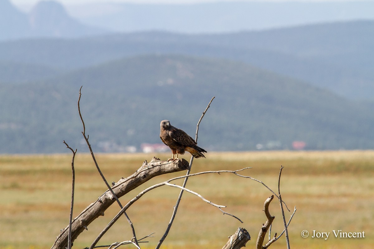 Swainson's Hawk - ML408824501