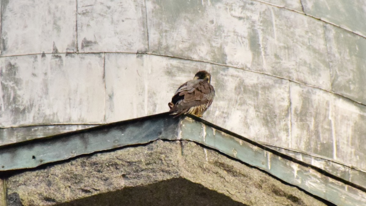 Halcón Peregrino (anatum) - ML408824551