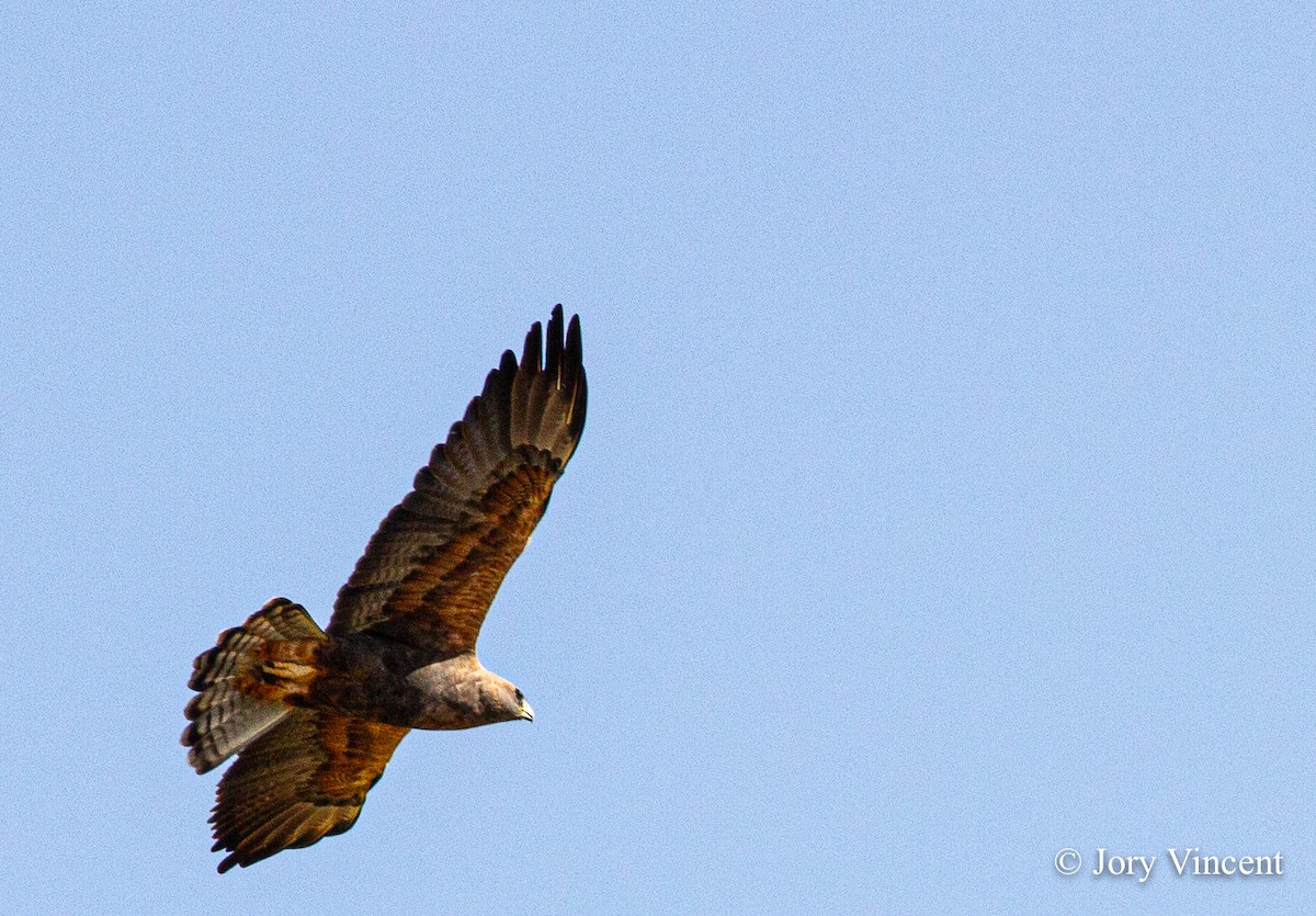 Swainson's Hawk - ML408824611