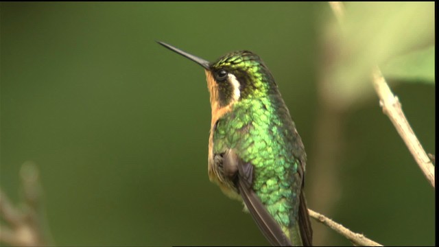 hummingbird sp. - ML408826
