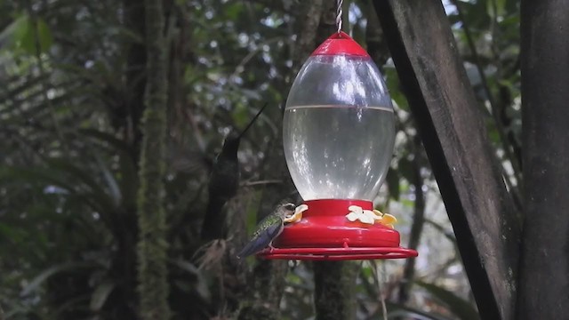 Colibri porte-épée - ML408826281