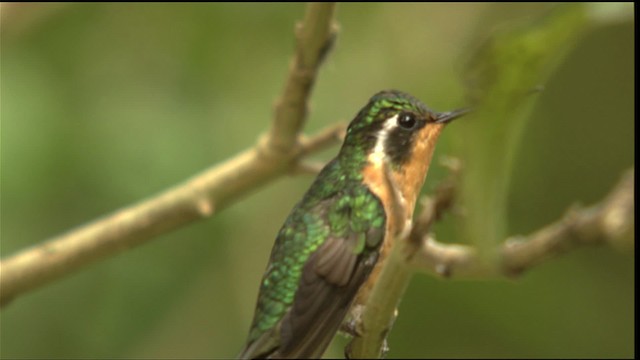 Colibri cyanote (cabanidis) - ML408827