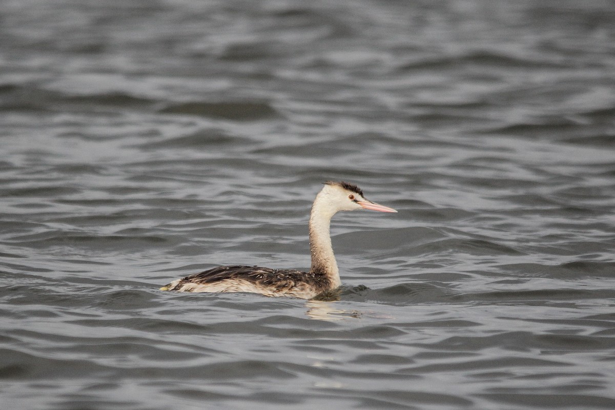 Great Crested Grebe - ML408827481