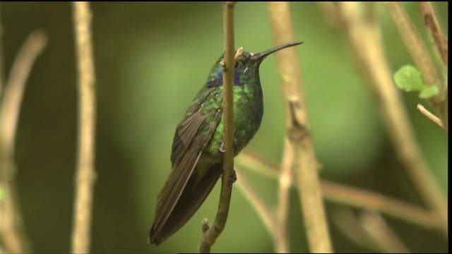 hummingbird sp. - ML408828