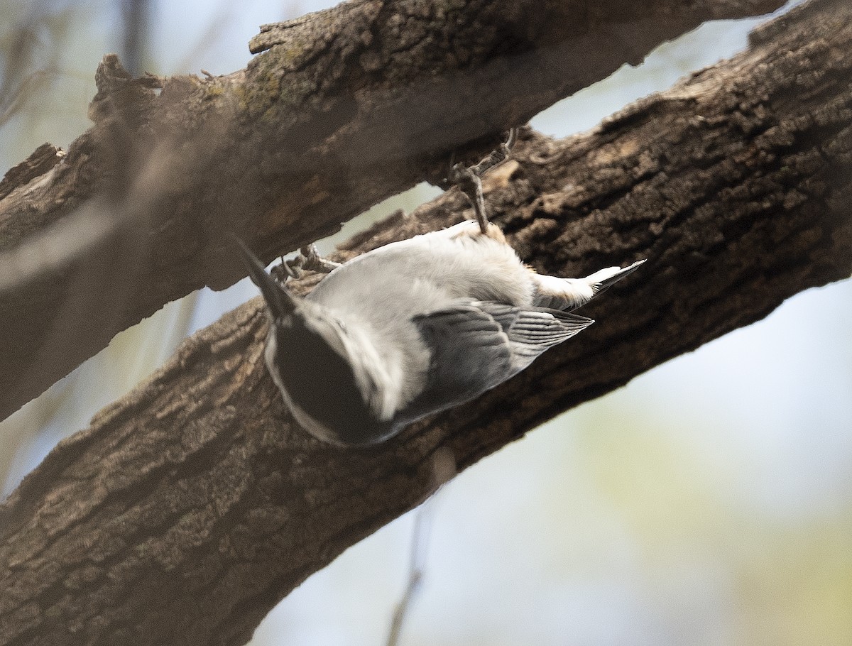 White-breasted Nuthatch - ML408828401