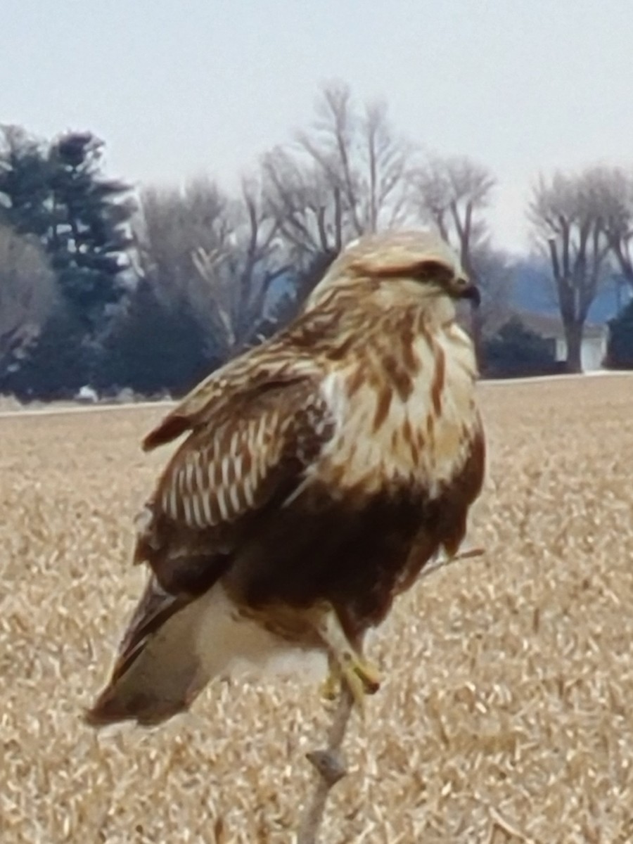 Rough-legged Hawk - ML408828521