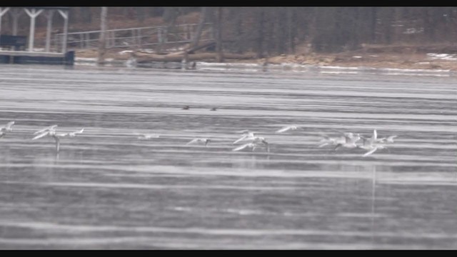 Bonaparte's Gull - ML408828581