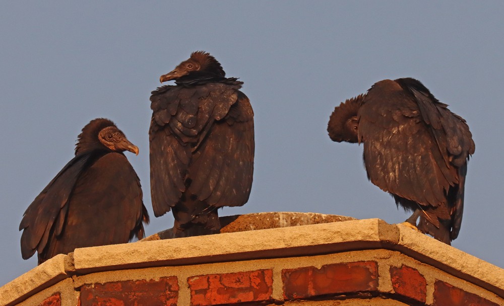 Black Vulture - ML408828591