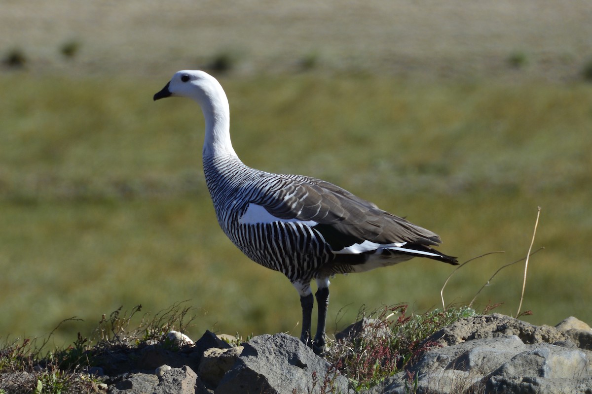 Upland Goose - ML408829861