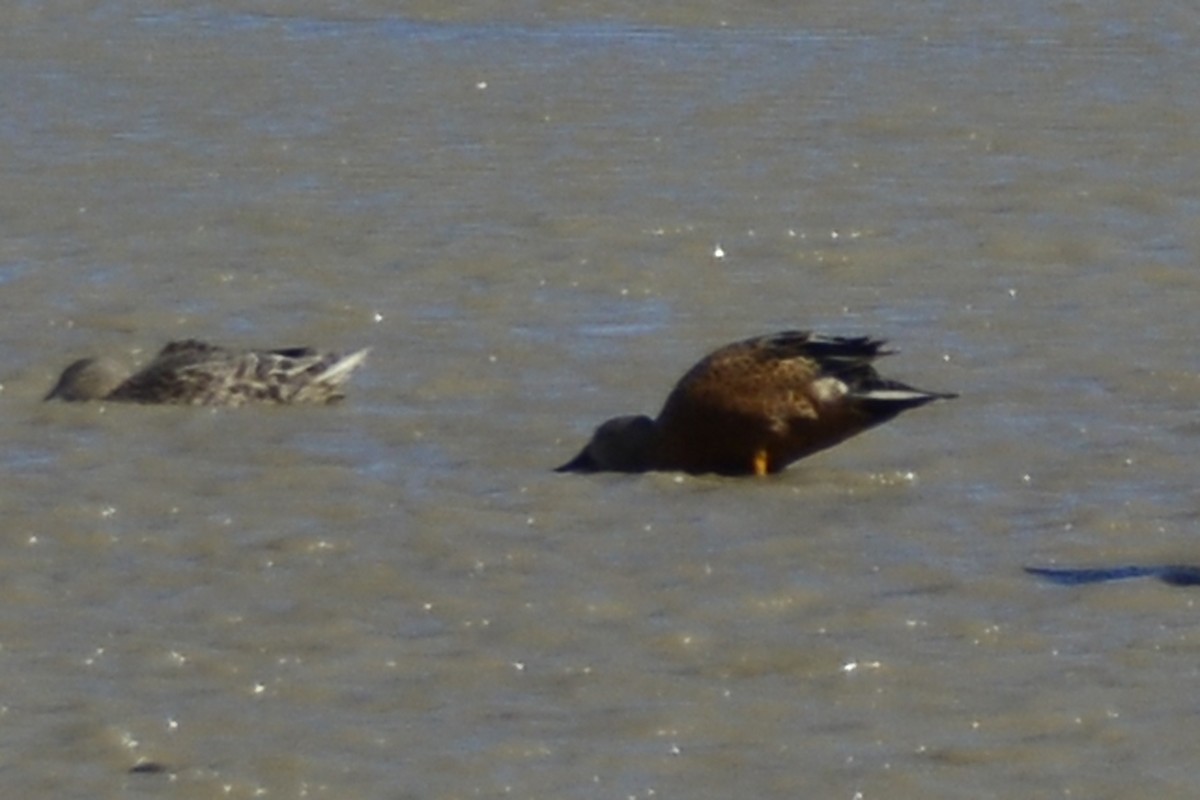 Red Shoveler - ML408829901