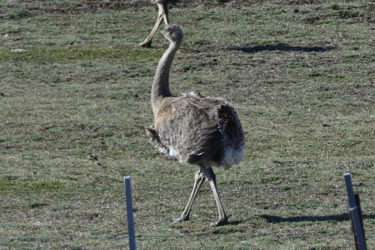 Lesser Rhea - ML408829921