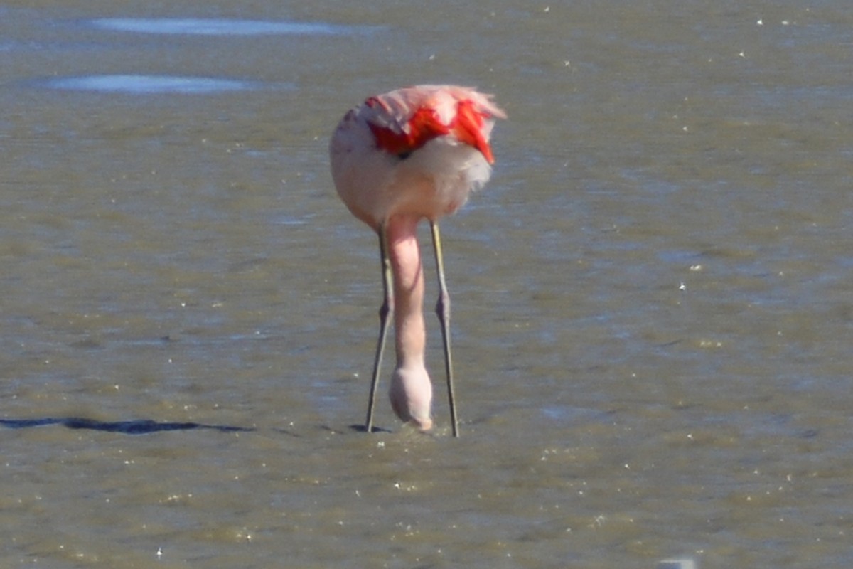 Chilean Flamingo - ML408829941