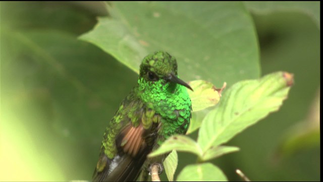 hummingbird sp. - ML408832