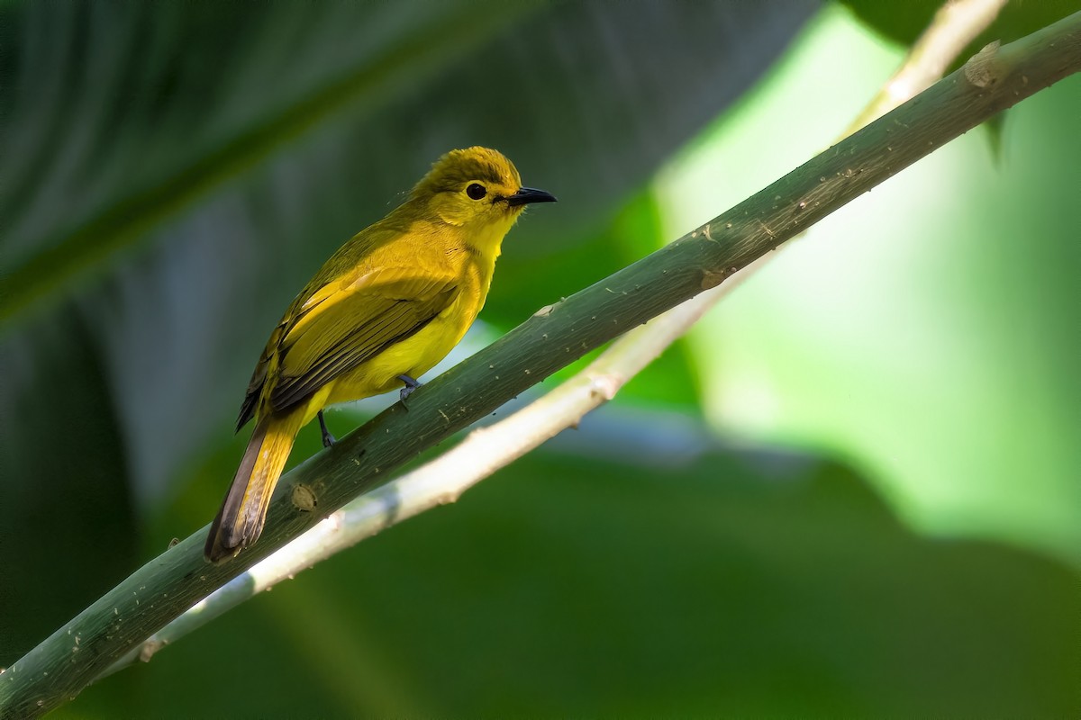 Yellow-browed Bulbul - Deepak Kumar Thyagarajan