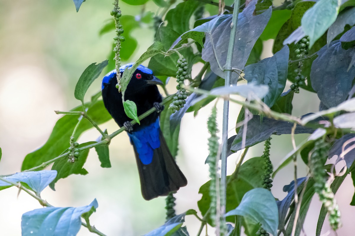 Asian Fairy-bluebird - Deepak Kumar Thyagarajan