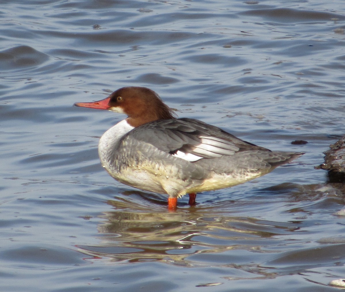 Common Merganser - ML408836861