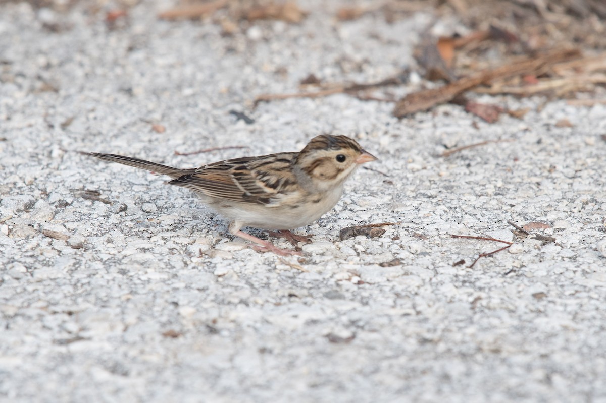 Clay-colored Sparrow - ML40883861