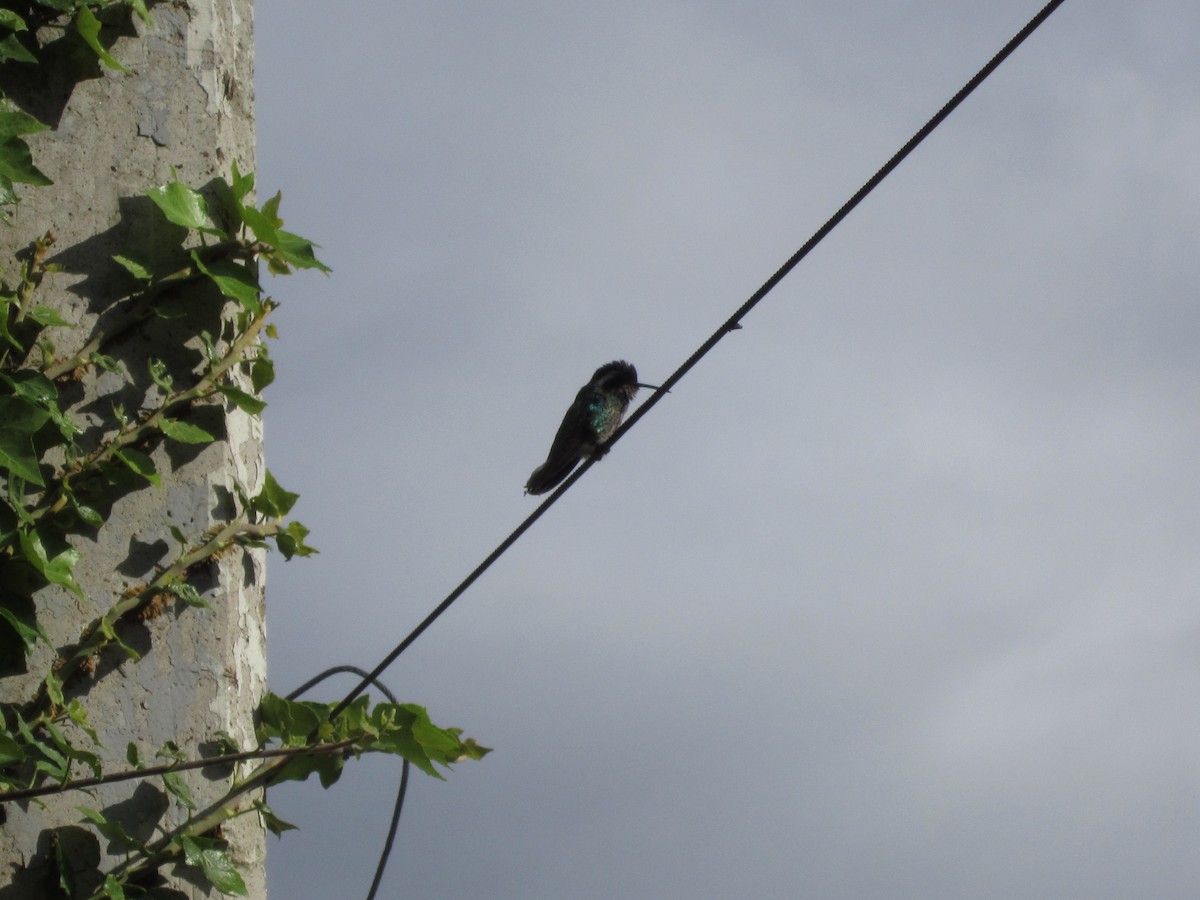 White-eared Hummingbird - ML408839731