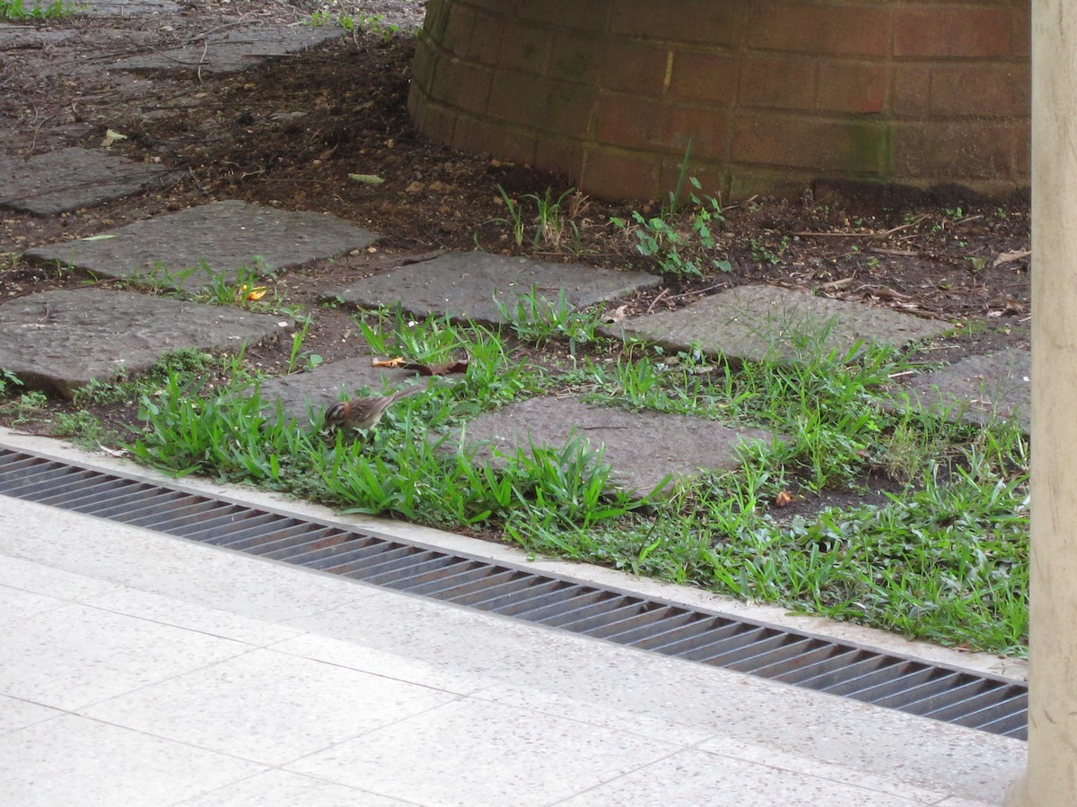 Rufous-collared Sparrow - ML408839771