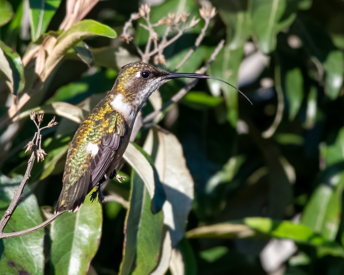 Amethyststernkolibri - ML408839991