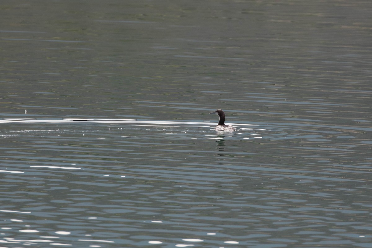Pacific Loon - ML408840781