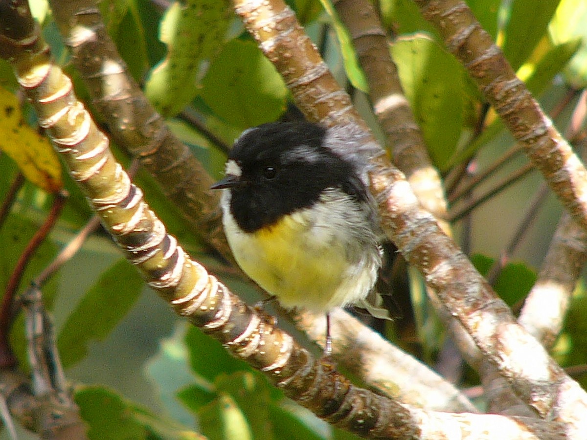 Petroica Carbonera (grupo macrocephala) - ML408841201