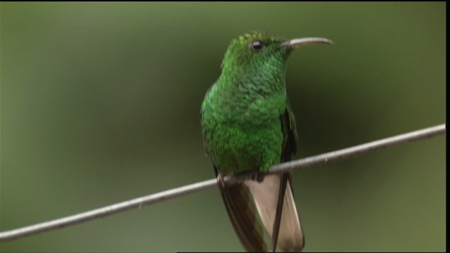 hummingbird sp. - ML408842