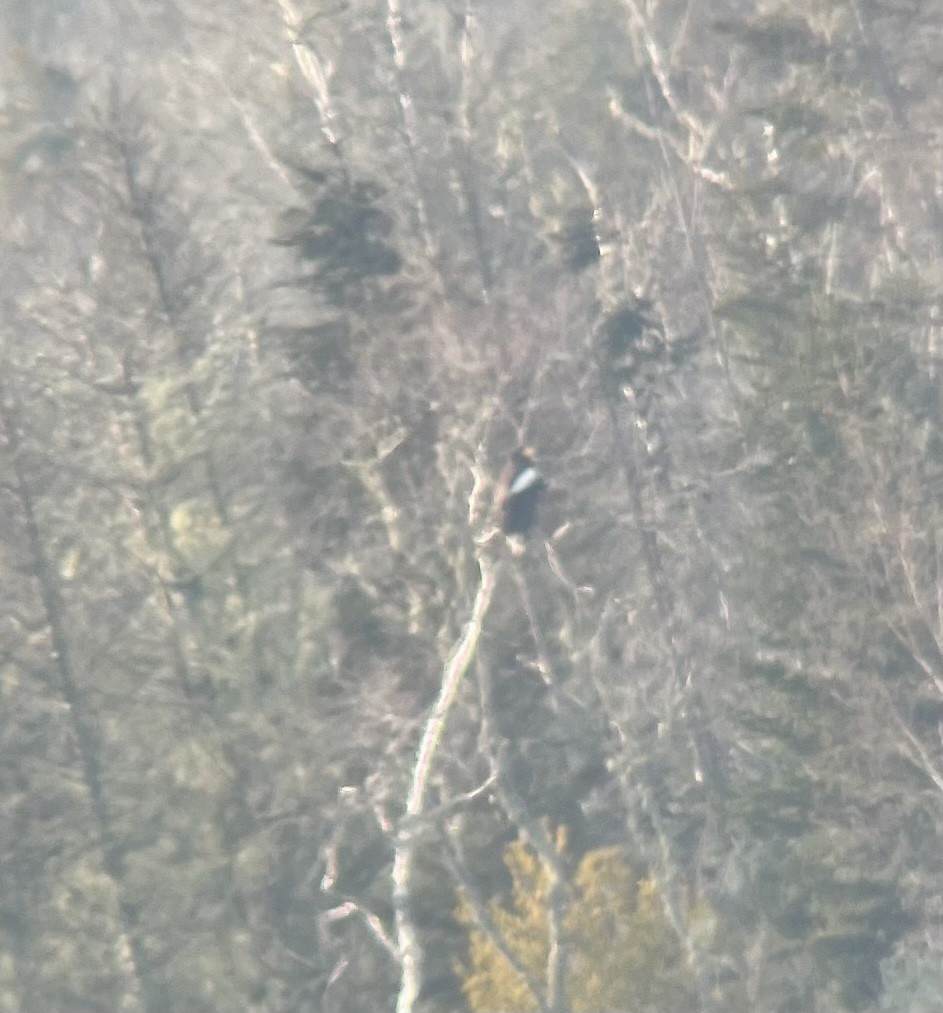 Steller's Sea-Eagle - ML408842281