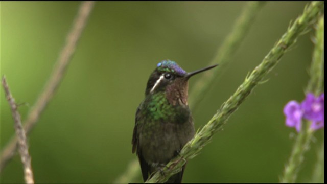 kolibřík fialovohrdlý - ML408844