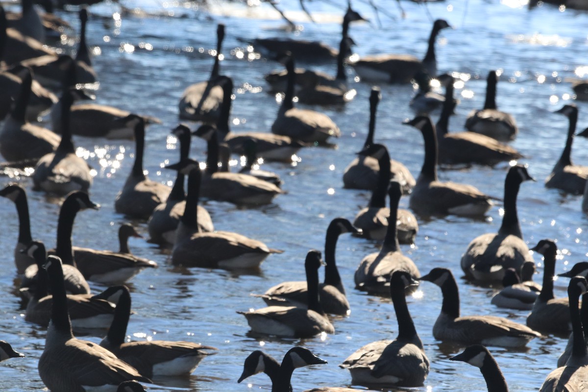 Canada Goose - ML408846171