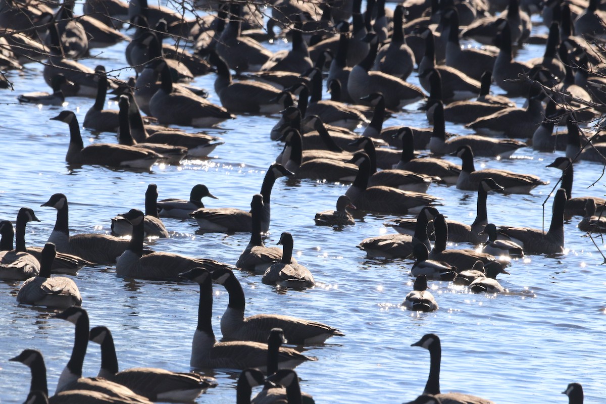 Canada Goose - ML408846181