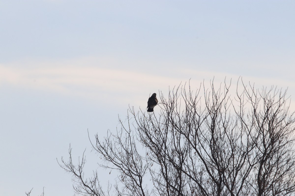 Rough-legged Hawk - ML408846421