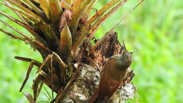 Montane Woodcreeper - ML408846471