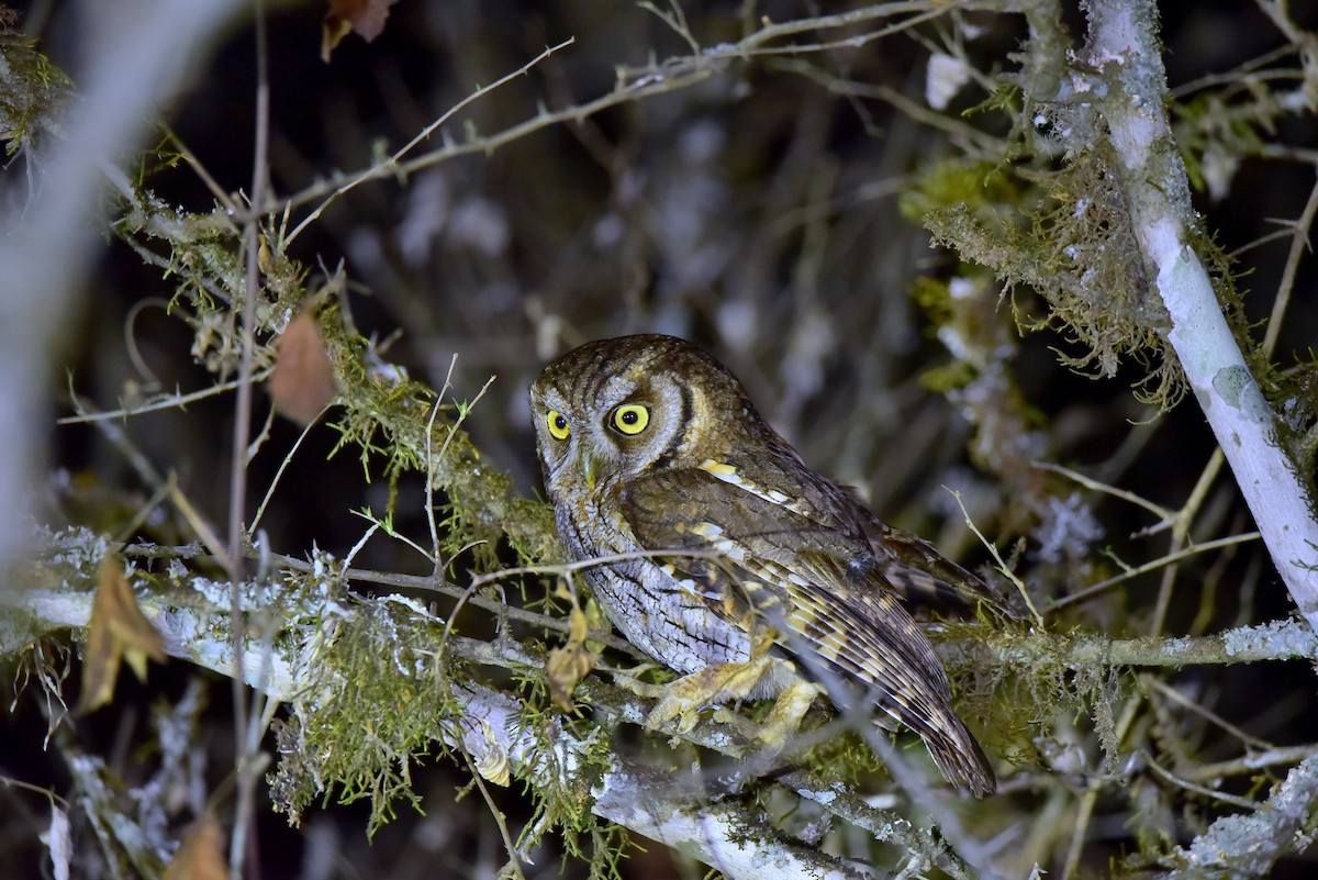 Montane Forest Screech-Owl - Miguel Ansenuza