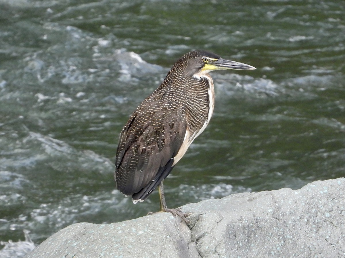 bukač proužkovaný - ML408847581