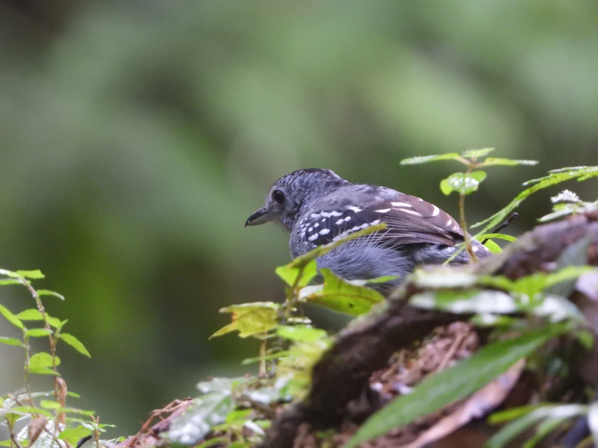 Black-crowned Antshrike - ML408847901