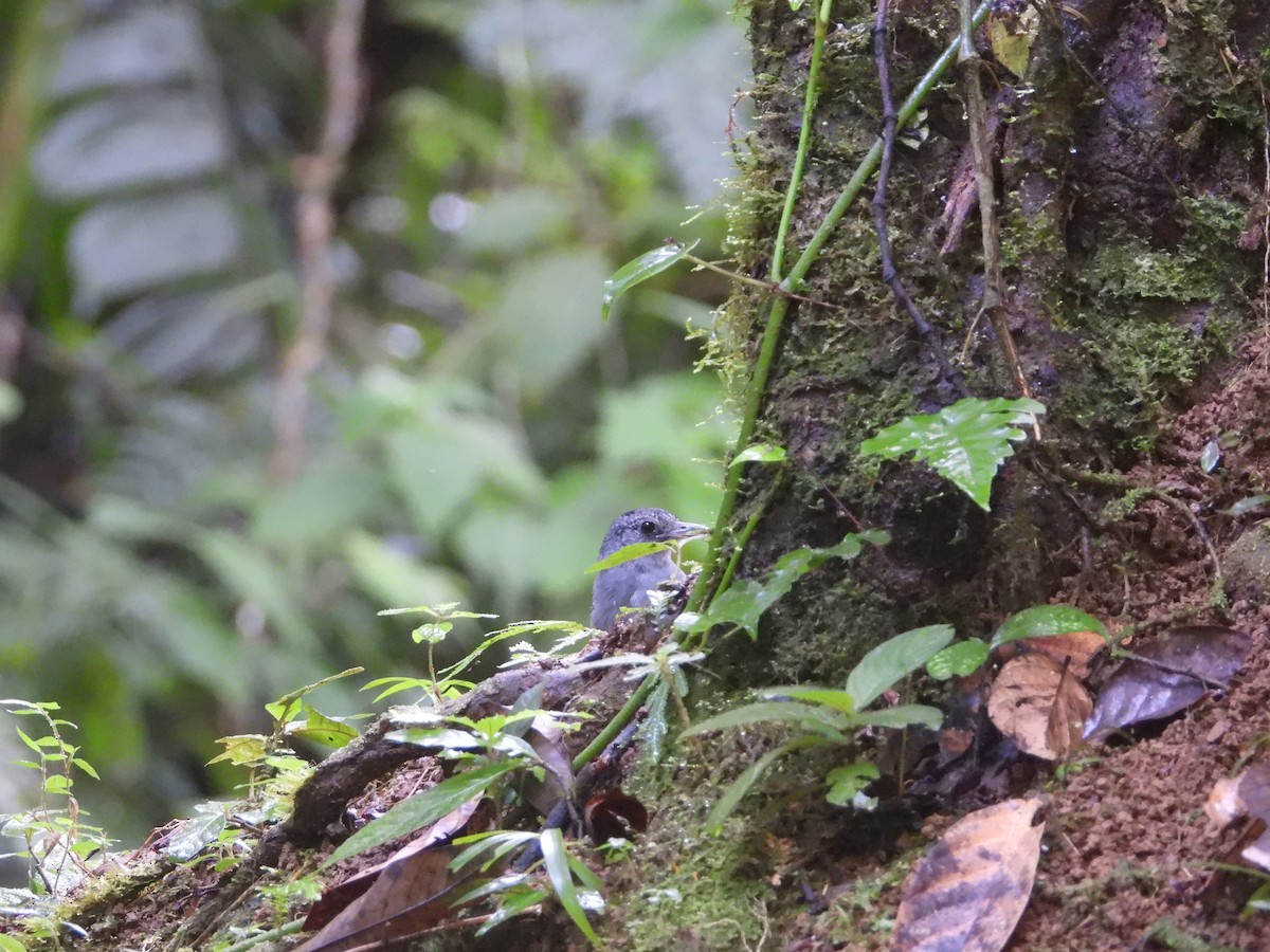 Black-crowned Antshrike - ML408848081