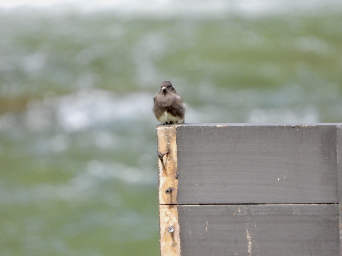 Black Phoebe - ML408848321