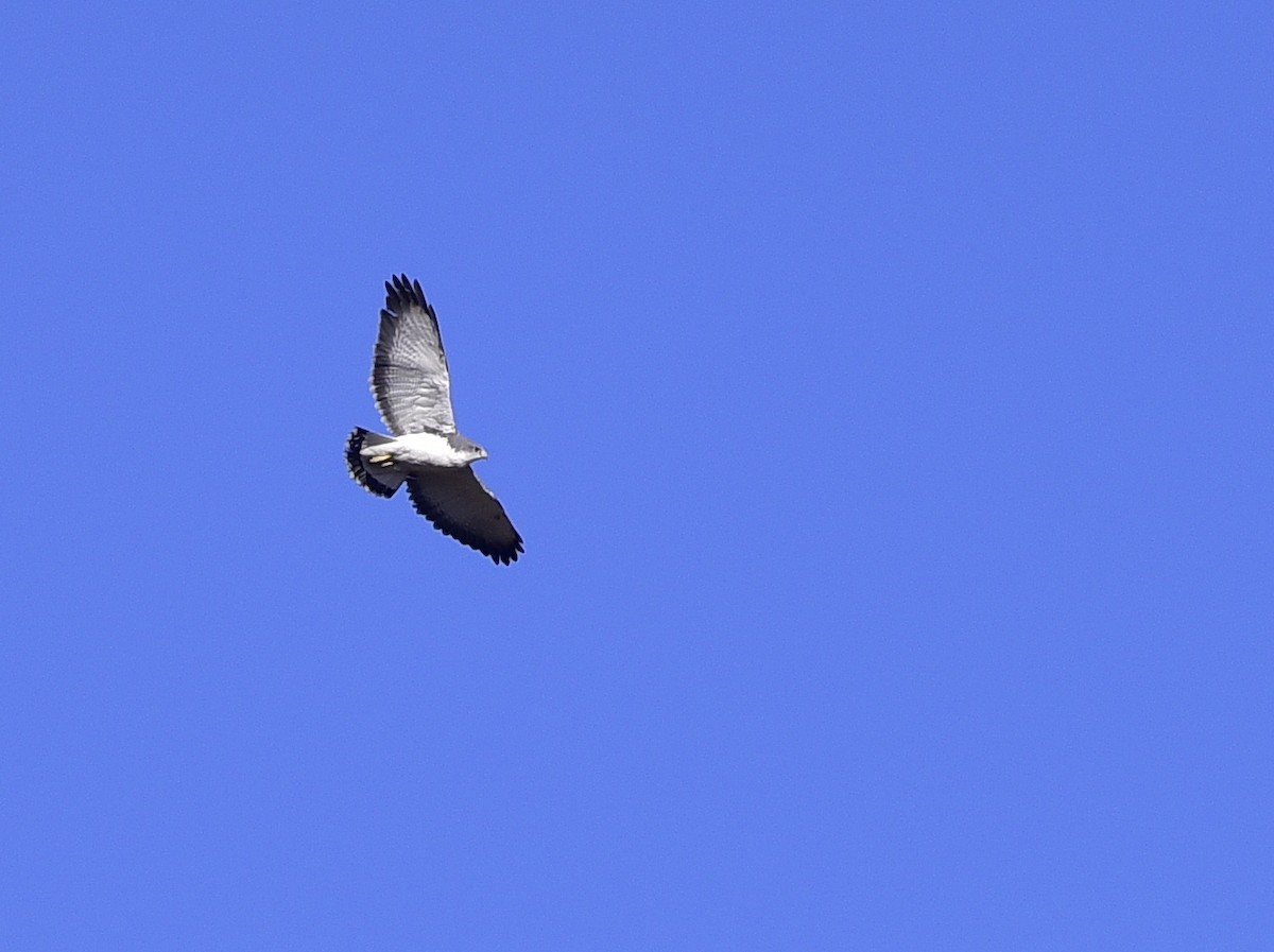 Variable Hawk - ML408849321