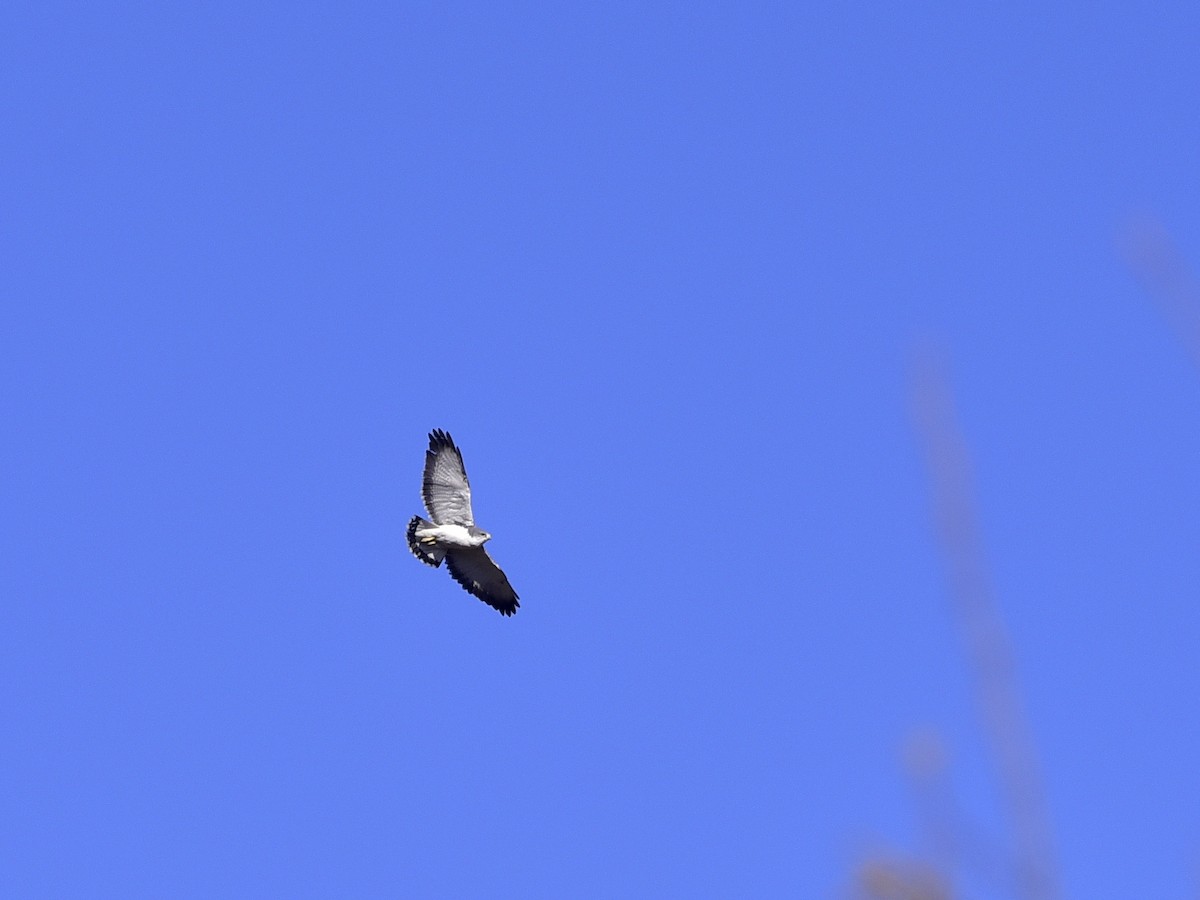 Variable Hawk - ML408849601