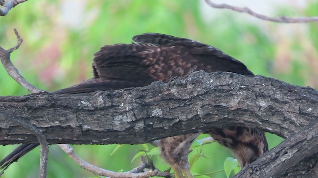 Harris's Hawk - ML408849801