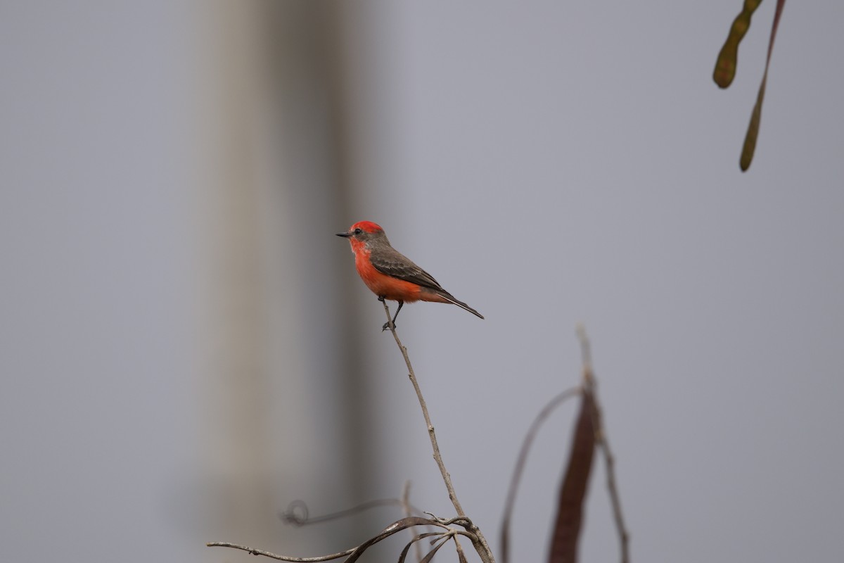 Vermilion Flycatcher - ML408851081