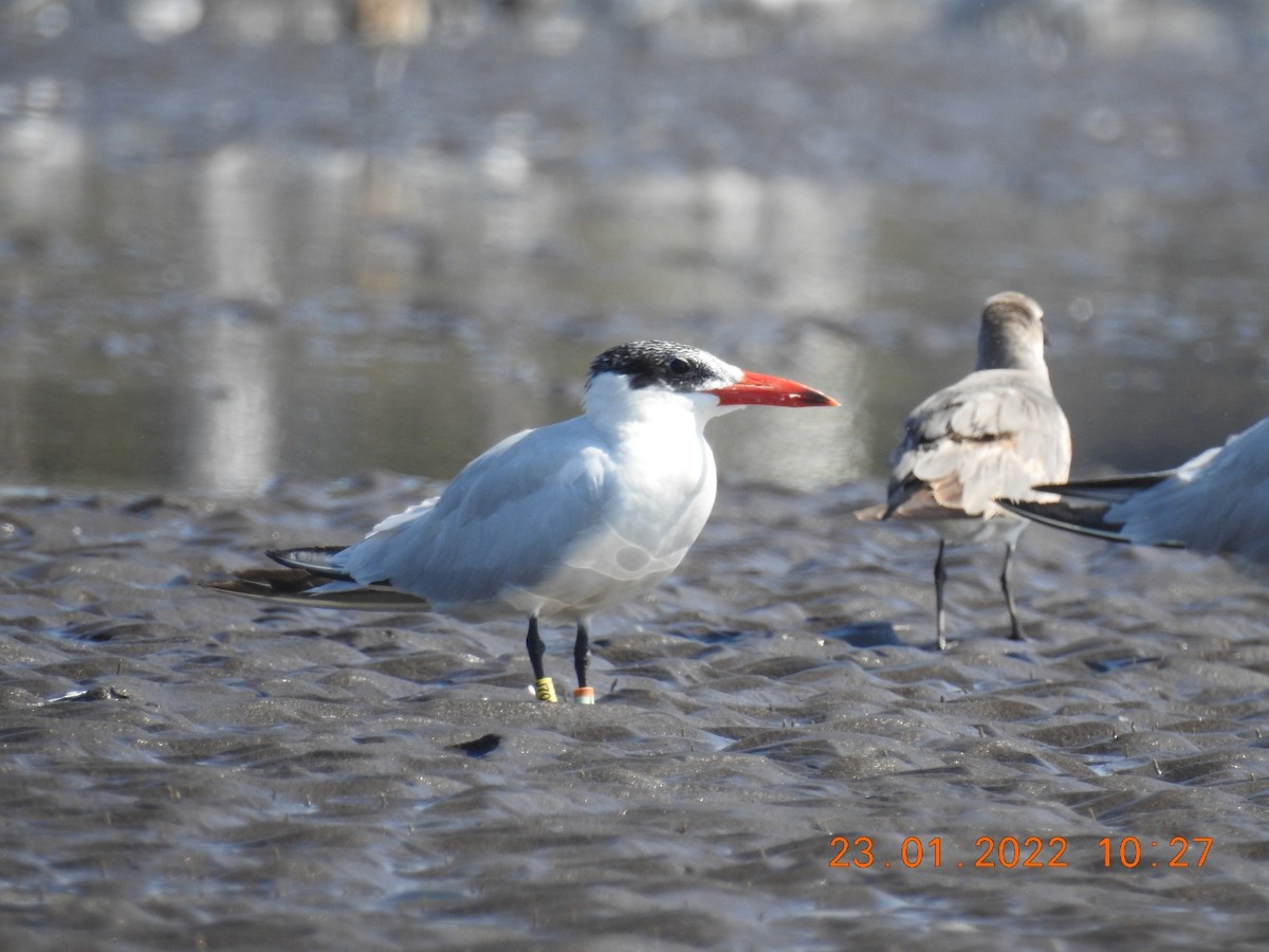 Caspian Tern - ML408851901