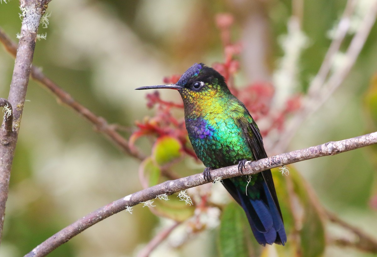 Fiery-throated Hummingbird - ML408852991